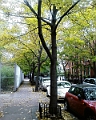 2009 - Autumn in Brooklyn heights